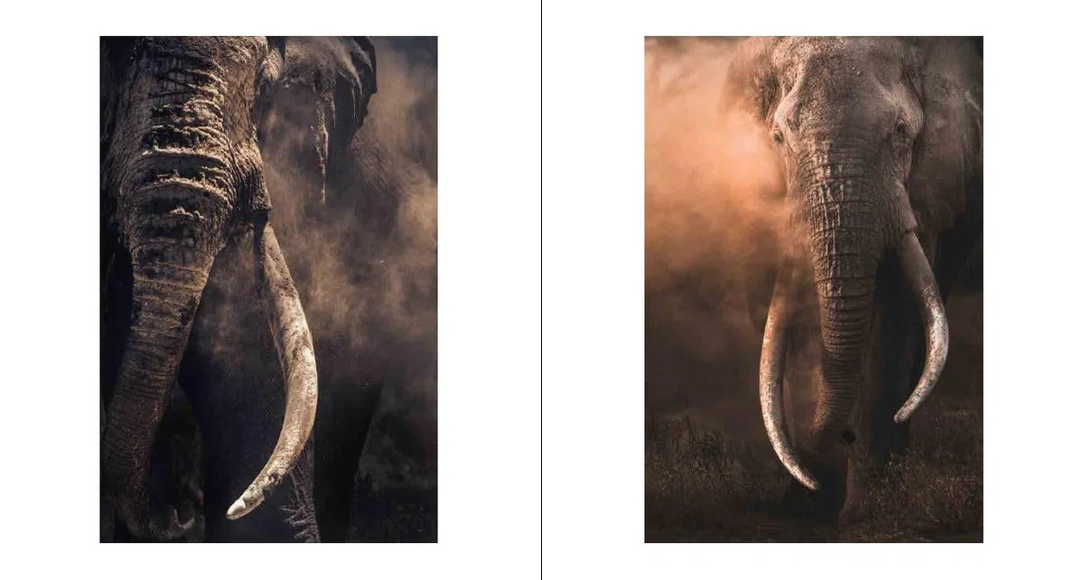 Walk the Earth: Photographs of Africa's Last Great Elephants