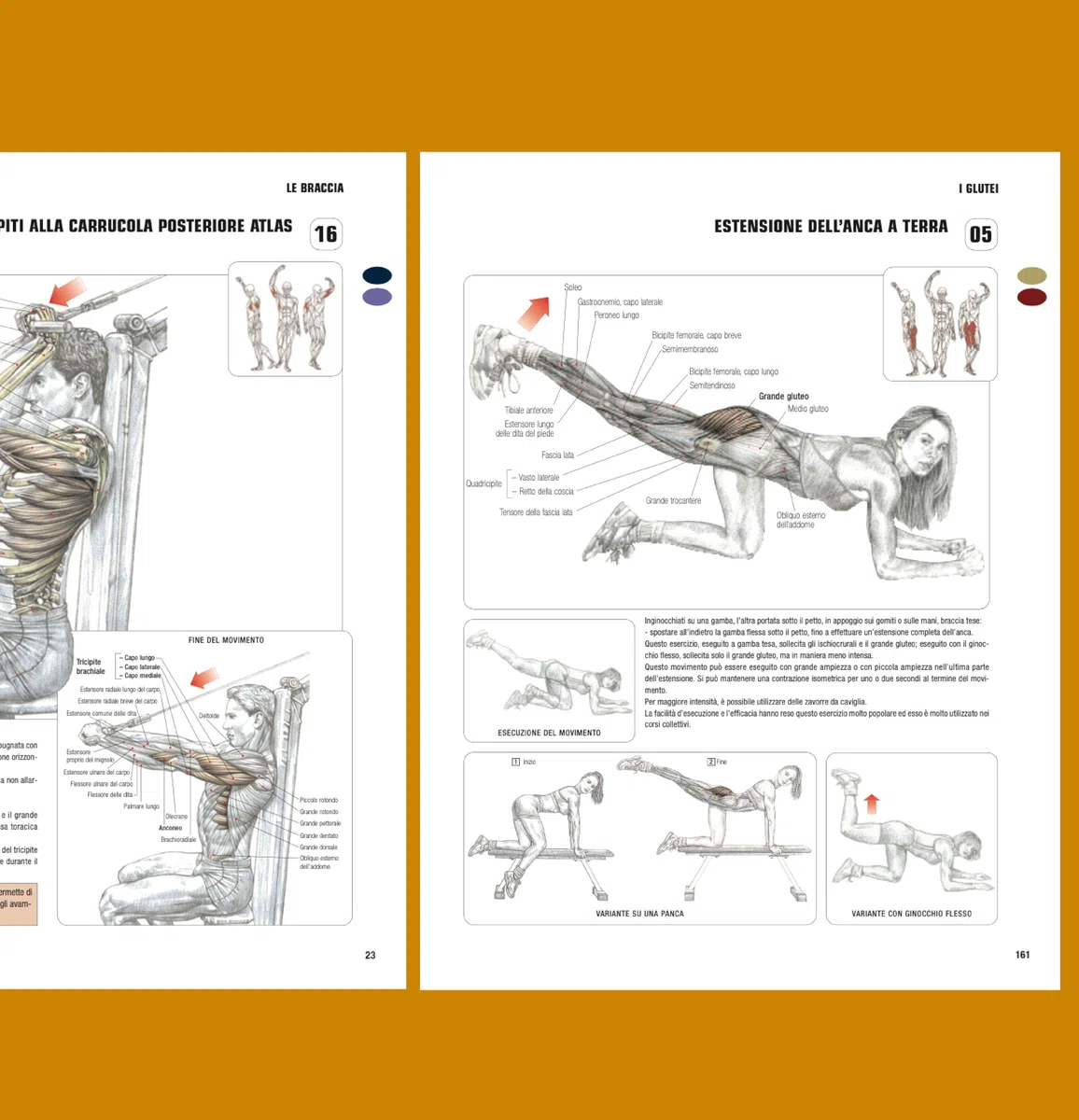 Nuova guida agli esercizi di muscolazione