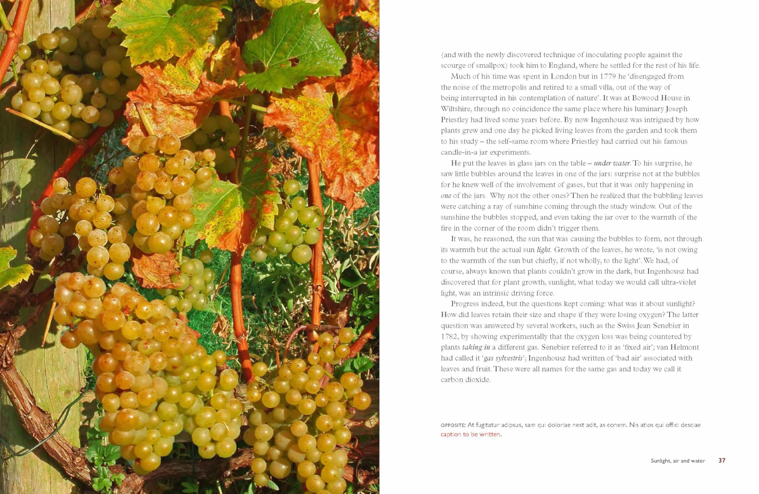 Taste the Limestone, Smell the Slate: A Geologist Wanders Through the World of Wine