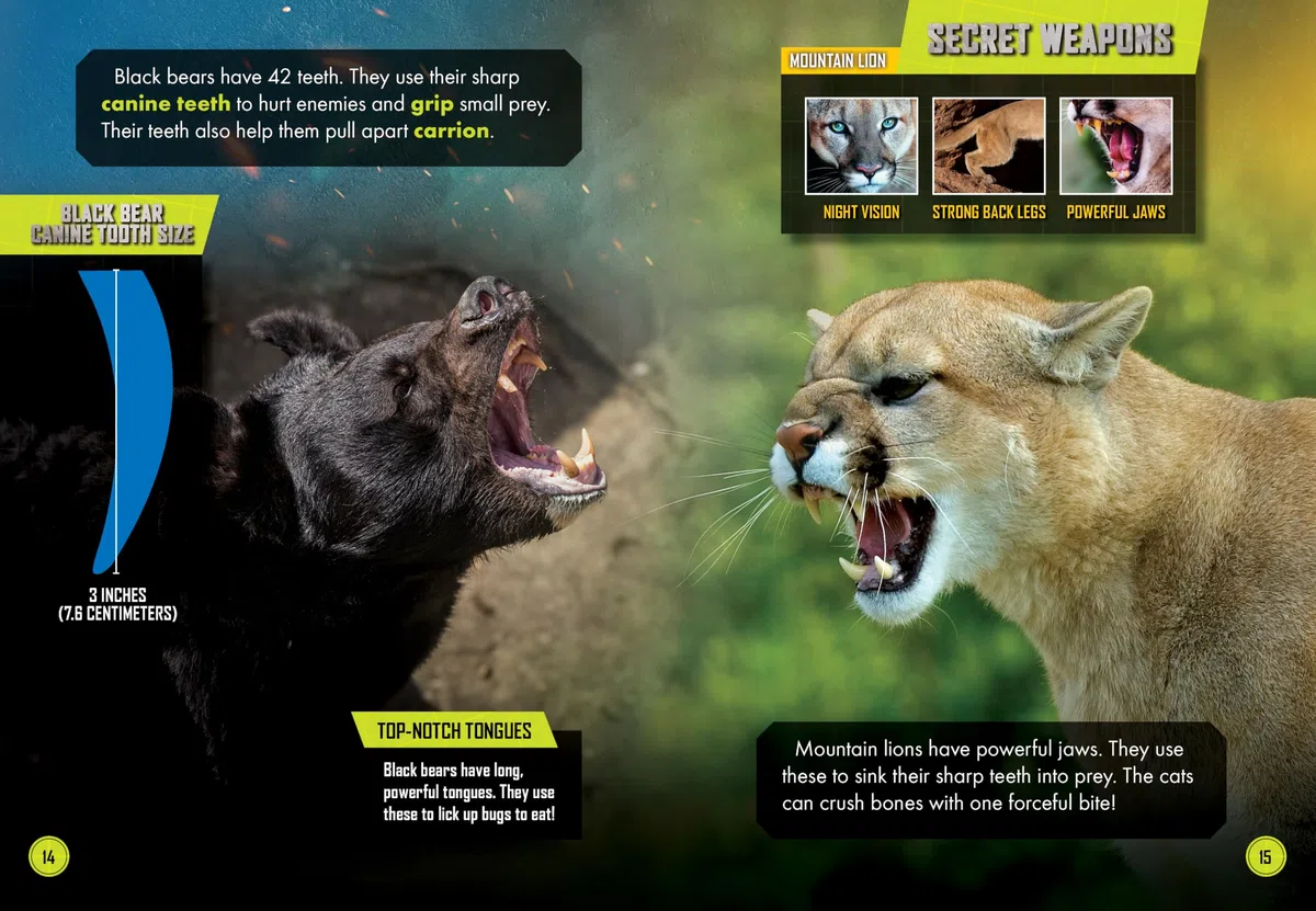 Black Bear vs. Mountain Lion