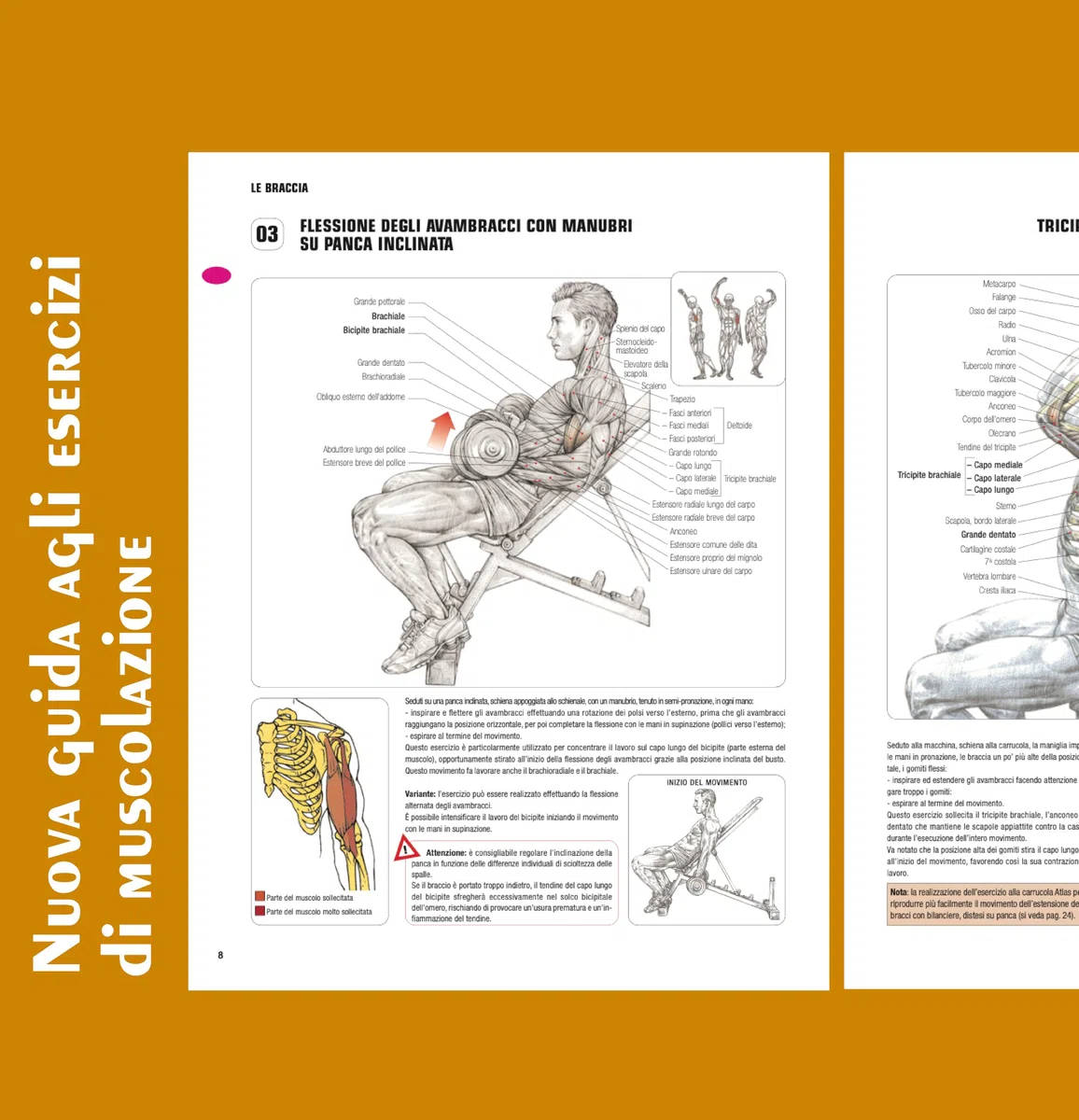 Nuova guida agli esercizi di muscolazione