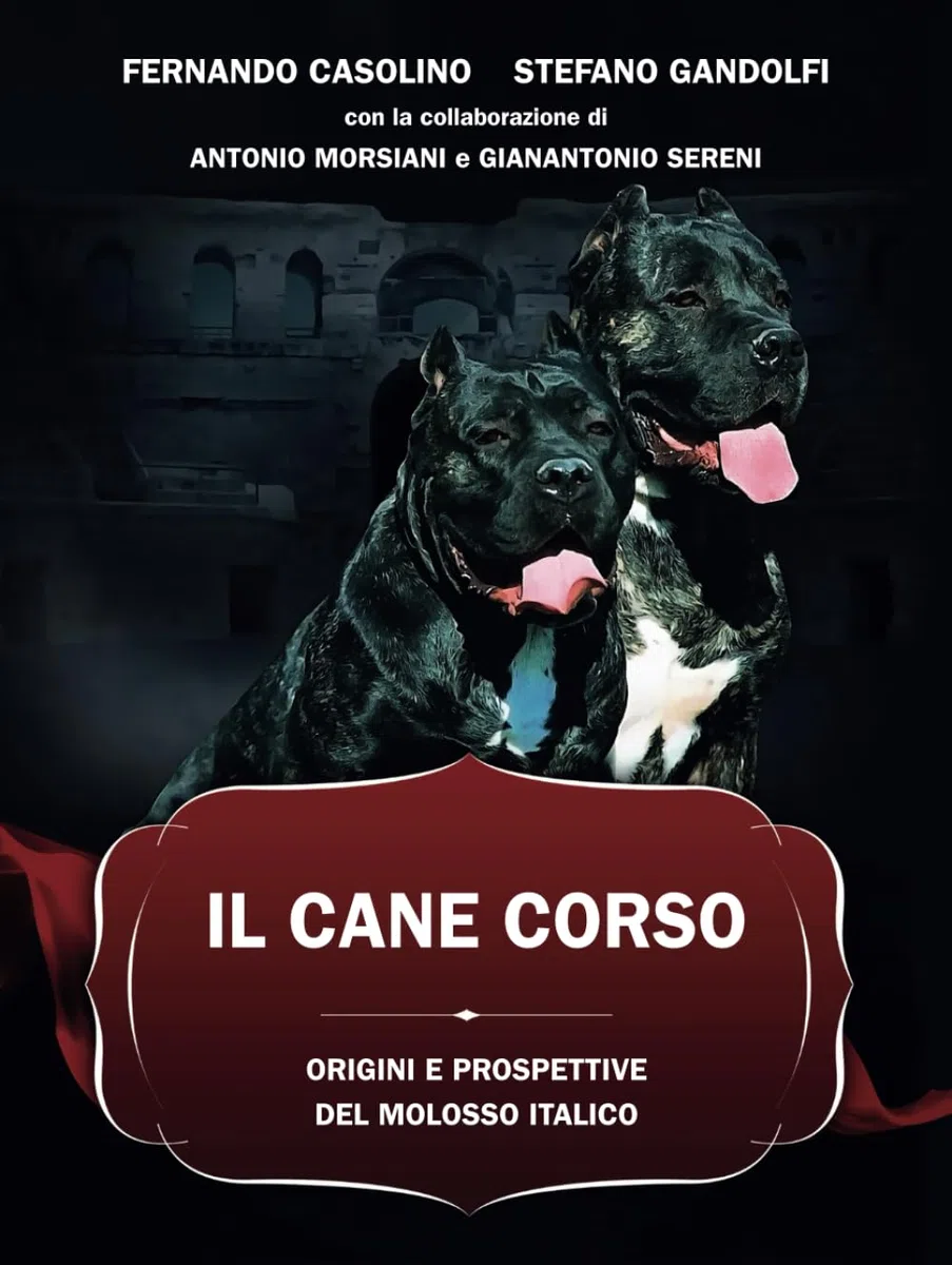 IL CANE CORSO: ORIGINI E PROSPETTIVE DEL MOLOSSO ITALICO