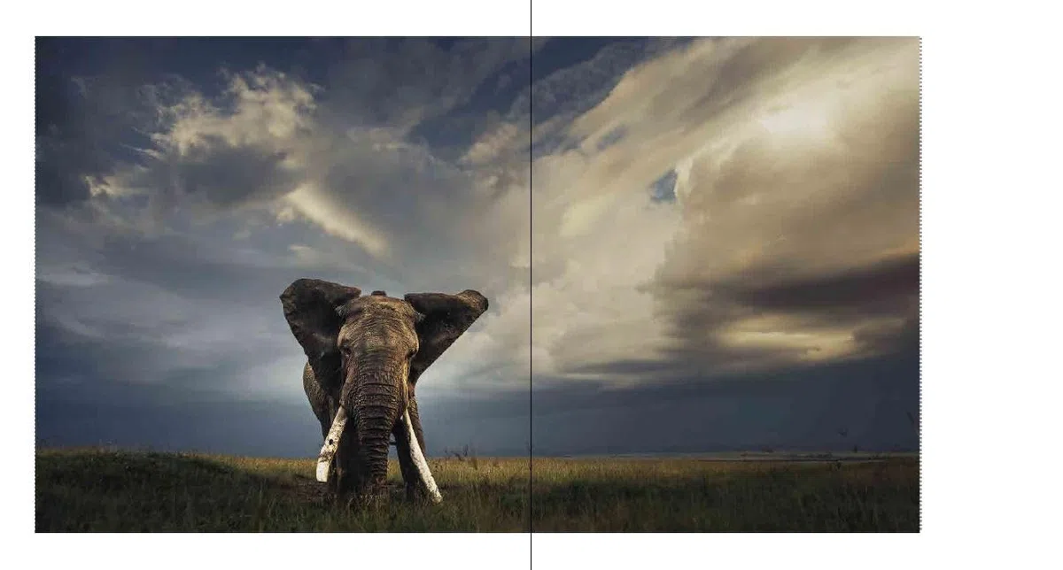 Walk the Earth: Photographs of Africa's Last Great Elephants