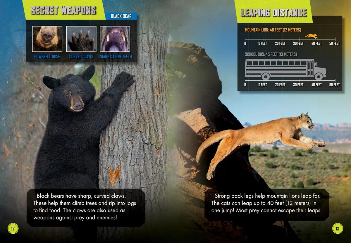 Black Bear vs. Mountain Lion